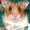 どぅー🐹