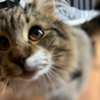 べに🐈‍⬛🎀