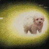 KUMA