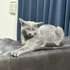 にゃんポコ