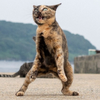 さび猫