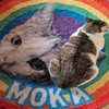 MOCAᗢᘏ╯ও˖ ࣪⊹