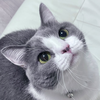 ﾈｺ･ﾛﾋﾞﾝ