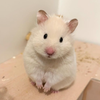 Y.