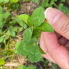 🍀🍀