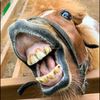 馬の人