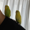 白鳥のこうき🦢🌸