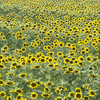 🌻蒼蒼空❄️🦋‪