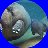 hippo🦛Masa🐻🤍