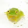 フロッグ🐸🐸🐸