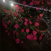 𝓡𝓲𝓻𝓲𝓷𝓮🌺🐬