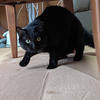 ネコニ チ🐱🐈‍⬛🦍#クリアファイル