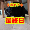 ネコニ チ🐱🐈‍⬛🦍#アイスペアイベ