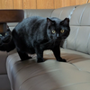 ネコニ チ🐱🐈‍⬛🦍#18日〜秋野菜