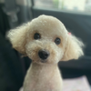 ここるん🩷あんじゅ🦄
