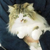 にゃんこ 