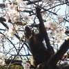 🐿リス