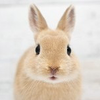 🐰🐰うさぎ🐰🐰