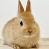 ウサギ🐰♡