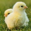 🥚🐣🐔とよとよっす