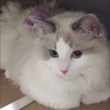 ‎‎キヨッチ