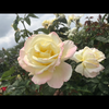 好きな花ありますか？