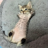 ぐうたら
