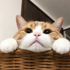 🌛🔹ｕ🔸🌜️なにか？