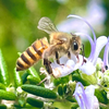 🌛🔹ｕ🔸🌜️🌺🐝