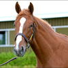 ドリームクルーズ🏇💨
