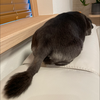 かんかん🐈‍⬛🌙