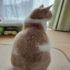 ちゃのまさ