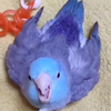 たまねぎチキン🐣（😹）