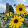 ひまわり🌻