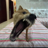 ふみや