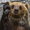 💩🐻ヒグマントヒッヒ💘