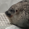 伝説のスーパーアザラシ