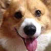 🐕コーギー🤘