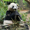 パンダ🐼🐾