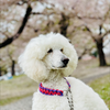 たくたく♂▶️ぽん琴🦷🍒MG◀️ 