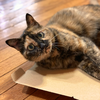 むぎねこ