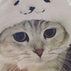 あざらし
