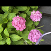 🌸花丸⭕️