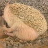 ぴぴ