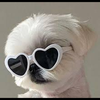 通りすがりの犬好き