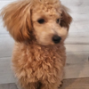 ❤️‍🔥明美🐶🐩❤️‍🔥萌々香🍑💞❤️‍🔥