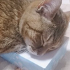 なるなる