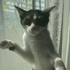 あやね