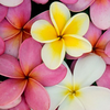 プルメリア🌺🌴