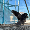 鳩ぽっぽ